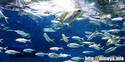 上海水族館