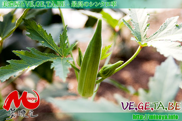 【 有機無農薬野菜ベジタベ 】